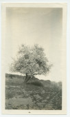 Photographie d'un amandier en fleurs au «Rancho Santa Helena» à Paso Robles, en Californie, en 1922