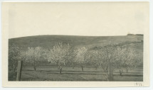 Photographie d'un champ d'amandiers en fleurs au «Rancho Santa Helena» à Paso Robles, en Californie, en 1922