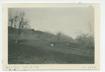 Photographie d'un champ d'amandiers au «Rancho Santa Helena» à Paso Robles, en Californie, en mars 1923