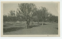Photographie d'une personne non identifiée au milieu des amandiers du «Rancho San Ignacio» à Paso Robles, en Californie, le 31 mars 1926