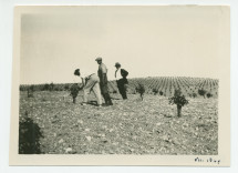 Photographie de Paderewski dans le nouveau vignoble Winteroll de son «Rancho San Ignacio» à Paso Robles, en Californie, en juillet 1927, en compagnie d'un métayer (?) et d'une personne non identifiée (œnologue?)