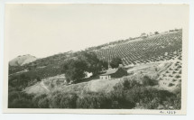 Photographie du vignoble Winteroll au «Rancho San Ignacio» à Paso Robles, en Californie, en juillet 1927